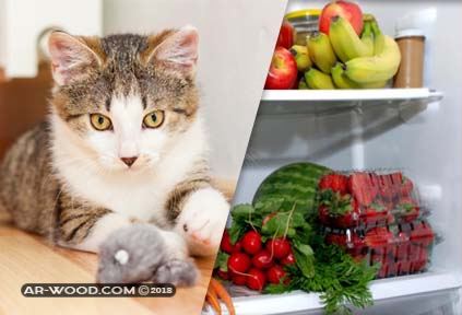 ماذا تاكل القطط من طعام البيت