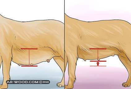 اعراض الحمل عند الكلاب