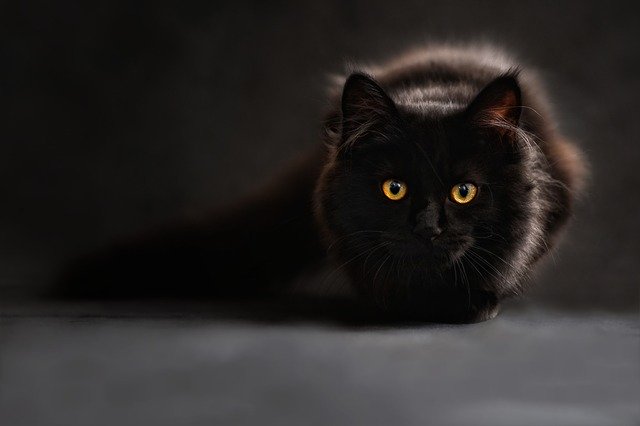 تفسير حلم القطة السوداء للعزباء